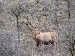 #Jagd Wallis Hochjagd Wallis Bilan Chasse hauteB