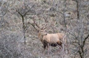 #Jagd Wallis Hochjagd Wallis Bilan Chasse hauteB