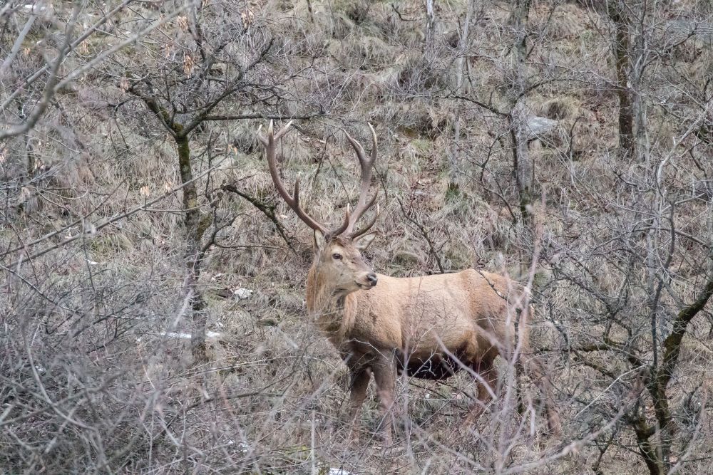 Bilanz Walliser Hochjagd 2025