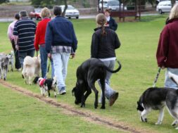 Hundegesetz Wallis VS kt. LALPA