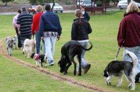 Hundegesetz Wallis VS kt. LALPA