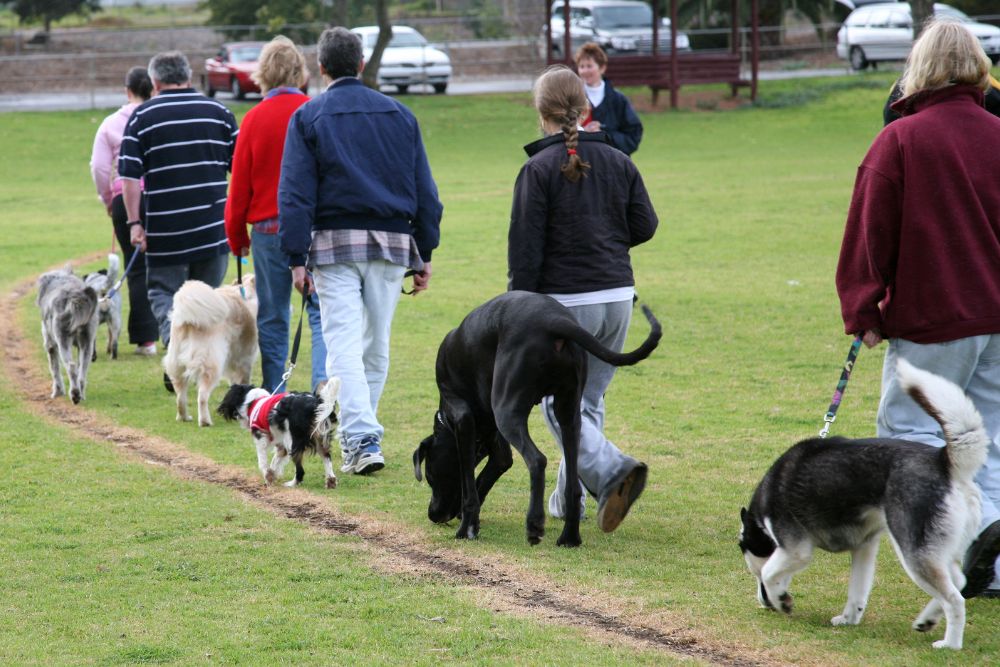 Immer mehr Hundeattacken im Wallis: Hundegesetz und Tierschutzgesetz sollen geändert werdenAuf Hundebesitzer im Wallis kommt neue zusätzliche kantonale Gebühr zu