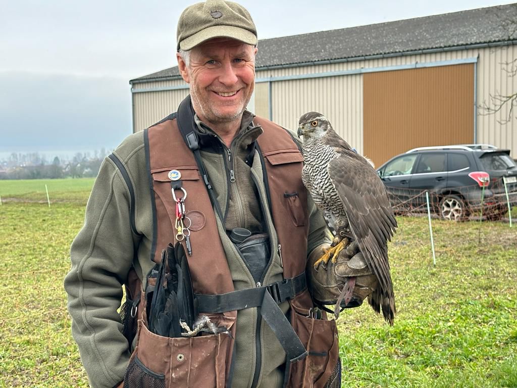 Falkner Klaus Agten mit Vorführung im Landschaftspark BinntalMeister der Lüfte – wenn der Habicht seine Kreise zieht