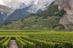 Weinberg Weinbau Wallis vs