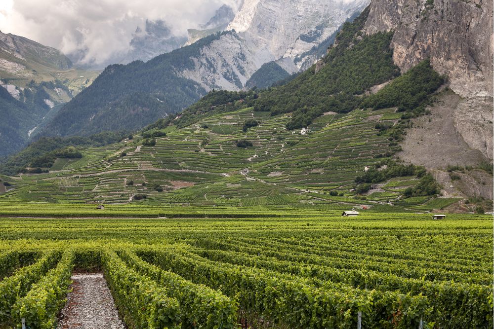 Walliser Weinbau erhält schon wieder Steuergelder"Dringliche Maßnahmen und weitere Unterstützungs-Maßnahmen für die Branche"