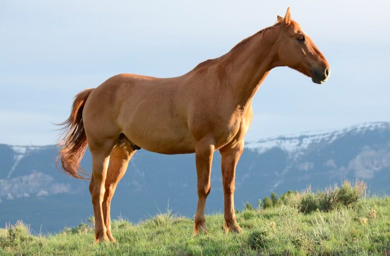 Hochwertiges Tierfutter für Pferde: Worauf sollte man achten?