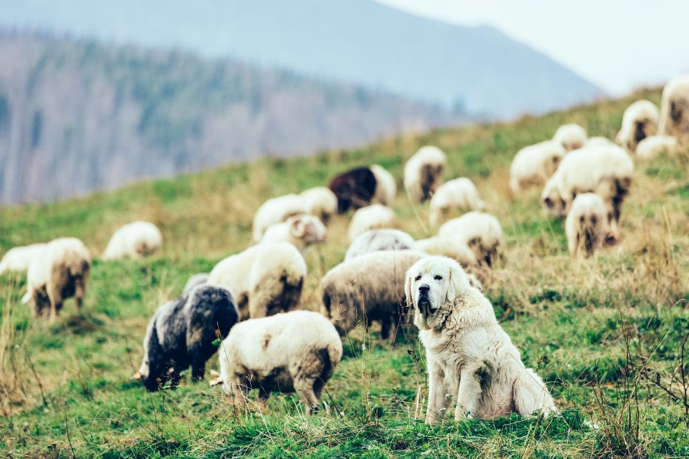 Bilanz Herdenschutz 2025: Besondere Situation im OberwallisMiteinander von Herdenschutzhunden und Touristen verbessern