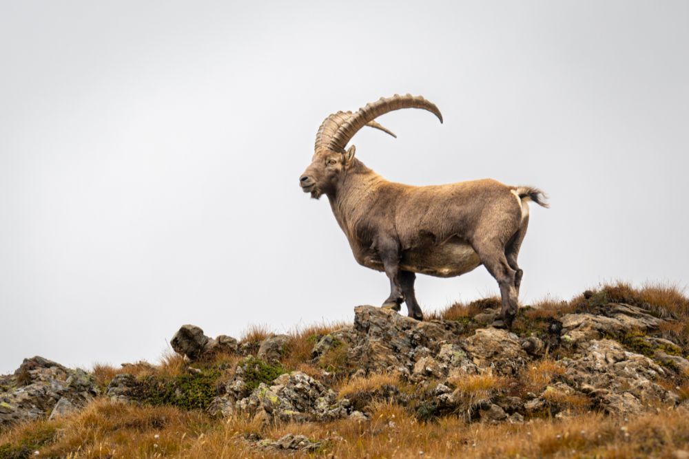 Steinbock-Jagd im Wallis mit neuen AbschußzielenNeues Modell Regulierungsjagd auf Steinwild