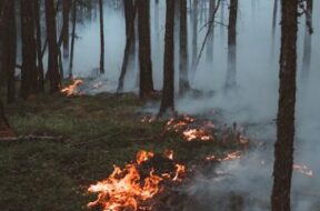 ttttWaldbrand pex 23.04.2026