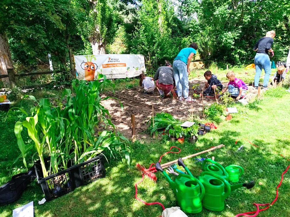 Scheitern gehört dazu – und ist pädagogisch wertvoll Wenn Pflanzen eingehen, ist das kein „Fehler“, sondern Teil des Lernprozesses. Kinder erleben real: Bedingungen beeinflussen Ergebnisse. Das ist eine frühe, praktische Einführung in Ursachen-Wirkungs-Denken und Resilienz.