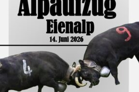 Eienalp, Eyenalp, Ringkuhkämpfe Wallise