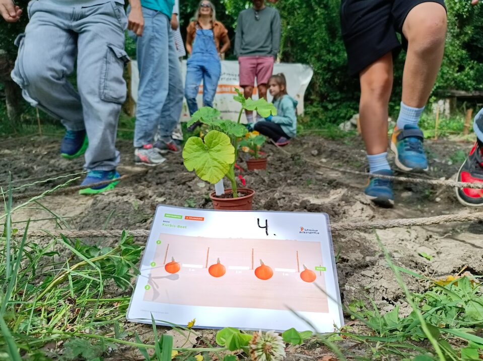 Es sollten nicht beliebige Gemüsepflanzen nebeneinander gesetzt werden, dies lernen die Kinder in der Gemüse-Ackerdemie