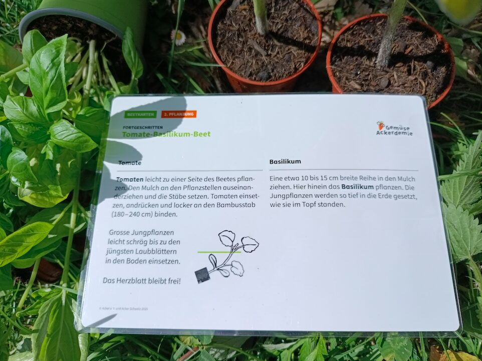 Tomate & Basilikum: Ein gut zusammenpassendes Paar.