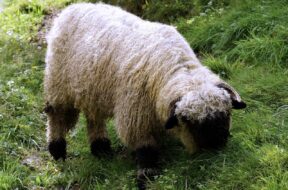 Walliser Schwarznasenschaf 1 pixa 20726 wz