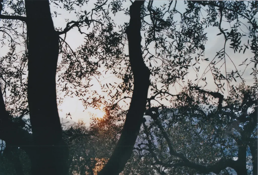 Analog ©Lilly Gebert Autorin