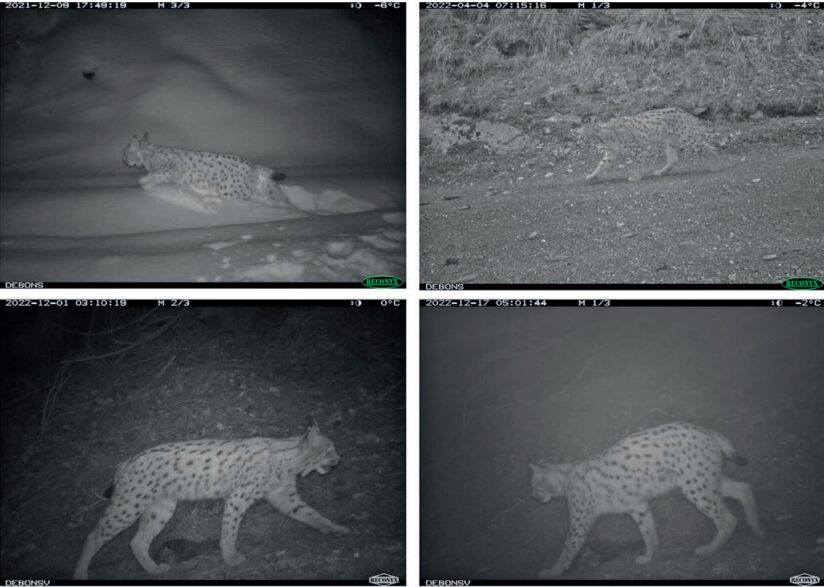 Abb. 1 (siehe auch nächste Seite): Der bei Dorénaz tot gefundene Luchs, fotografiert zu verschiedenen Zeitpunkten im Leben.