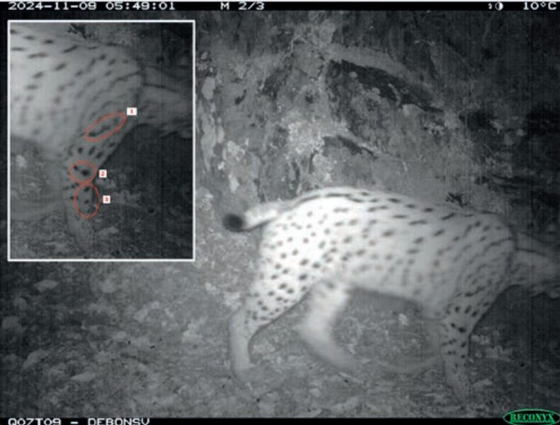 Abb. 2: Dieser Luchs wurde im Rahmen unseres Monitoringsnoch im Winter 2024/2025 nachgewiesen (Aufnahme vom 9. September 2024). Beachtenswert: Sein Fellmuster war sehr charakteristisch. © Conservation Biology, Uni Bern.