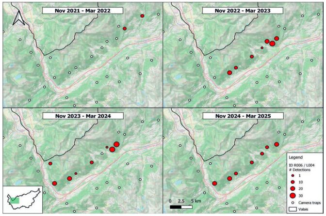 Abb. 3: Streifgebiet des betreffenden Luchses während vier Monitoring-Wintern. Mit hoher Wahrscheinlichkeit handelt es sichum ein Männchen, worauf sowohl seine allgemeine Morphologie als auch die Größe seines Streifgebiets hindeuten.