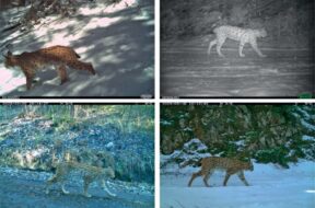 © Conservation Biology, Uni Bern.