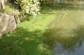 cyanobac Verbraucherschutz und Veterinärwesen vs