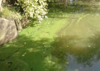 Wachsamkeit angesichts der Gefahr durch Cyanobakterien Vorsicht in natürlichen Badegewässern