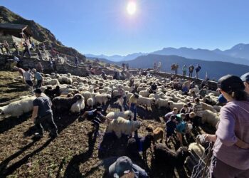 Schäferfest auf der Belalp mit grossem PublikumsaufmarschTraditionelle Schäful gut besucht