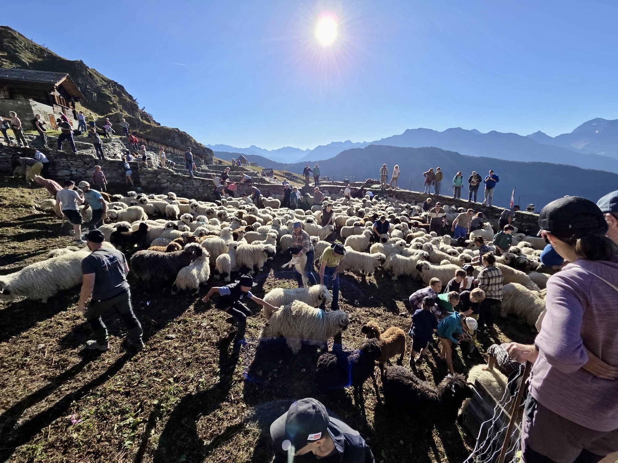 Schäferfest auf der Belalp mit grossem PublikumsaufmarschTraditionelle Schäful gut besucht