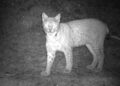 Luchs Wallis: Die Population erholt sich, bleibt aber kleiner und weniger dicht als behauptetBald eine Luchsregulation im Wallis?