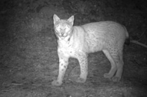 Luchs