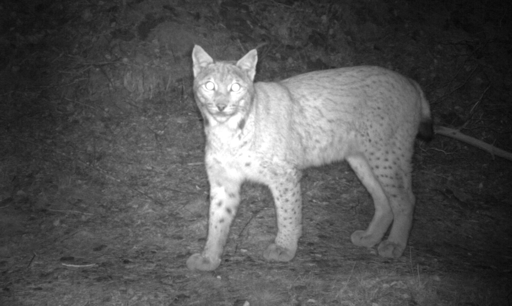 Luchs Wallis: Die Population erholt sich, bleibt aber kleiner und weniger dicht als behauptetBald eine Luchsregulation im Wallis?