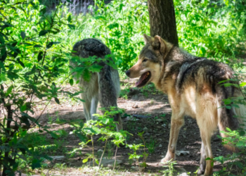 Dienststelle Jagd, Fischerei und Wildtiere gibt Auslöschung des Augstbord-Rudels bekanntAugstbord-Rudel soll vollständig getötet werden