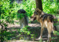 Dienststelle Jagd, Fischerei und Wildtiere gibt Auslöschung des Augstbord-Rudels bekanntAugstbord-Rudel soll vollständig getötet werden