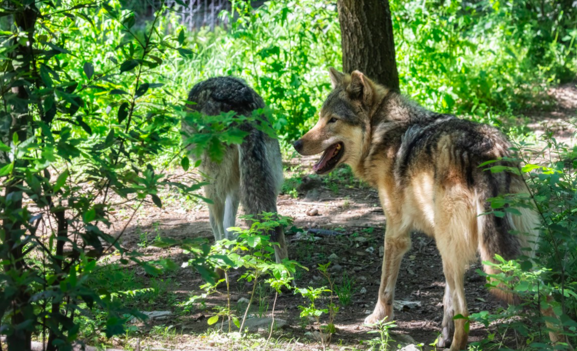 Bewilligung für die vollständige Regulierung des Nanz-RudelsWeiteres Wolfsrudel soll vollständig ausgerottet werden