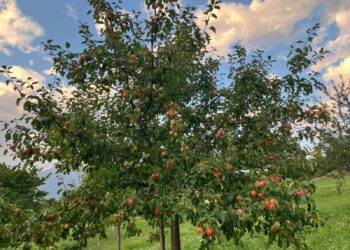Obstverwertungstag im BinntalFrüchte gemeinsam verarbeiten