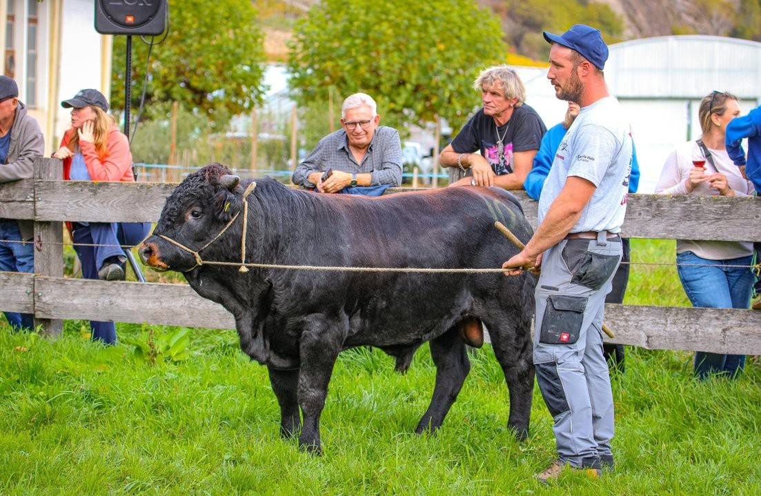 Stierenmarkt in ChâteauneufEringer-Rasse-Züchter treffen sich am Samstag