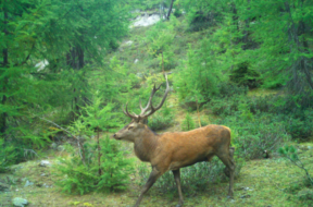 ttt.Hirsch ttt.Jagd – Dienststelle für Jagd, Fischerei und Wildtiere c