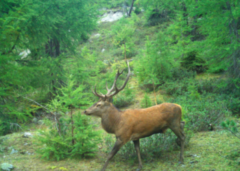 Jagd Wallis: Bilanz der Hochjagd 2026Mehr Rothirsche und Gämsen erlegt