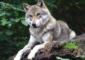 “Proaktive Wolfsregulierung” 2026-2027: Noch ein Wolfsrudel im Wallis wird ausgerottetBewilligung für die "Basisregulierung" des Rudels von Réchy-Anniviers - es wird vollstädig getötet