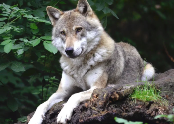 “Proaktive Wolfsregulierung” 2026-2027: Noch ein Wolfsrudel im Wallis wird ausgerottetBewilligung für die "Basisregulierung" des Rudels von Réchy-Anniviers - es wird vollstädig getötet