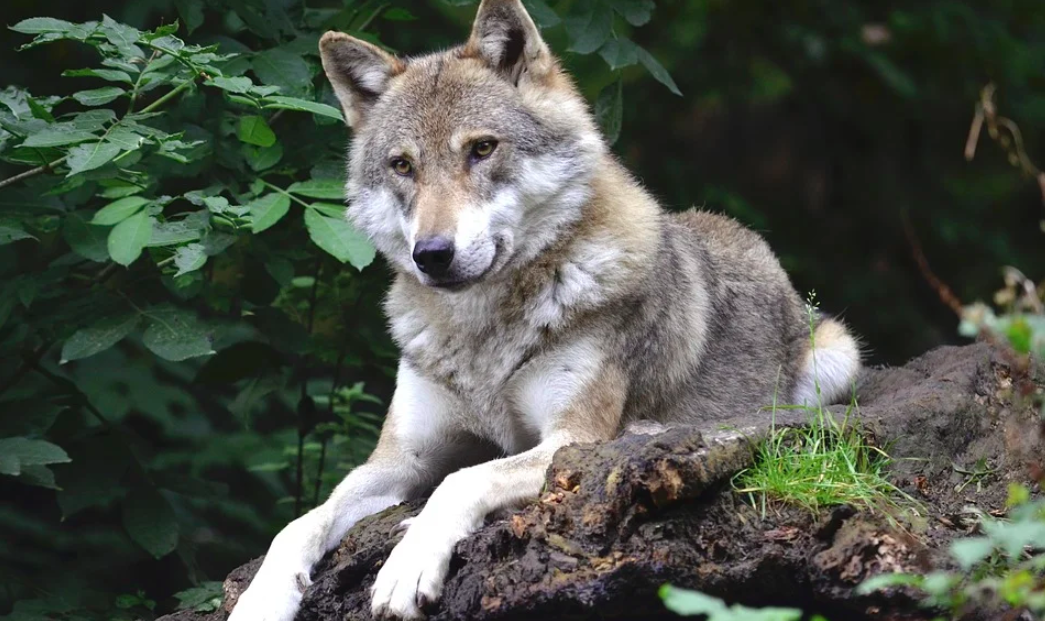 “Proaktive Wolfsregulierung” 2026-2027: Noch ein Wolfsrudel im Wallis wird ausgerottetBewilligung für die "Basisregulierung" des Rudels von Réchy-Anniviers - es wird vollstädig getötet